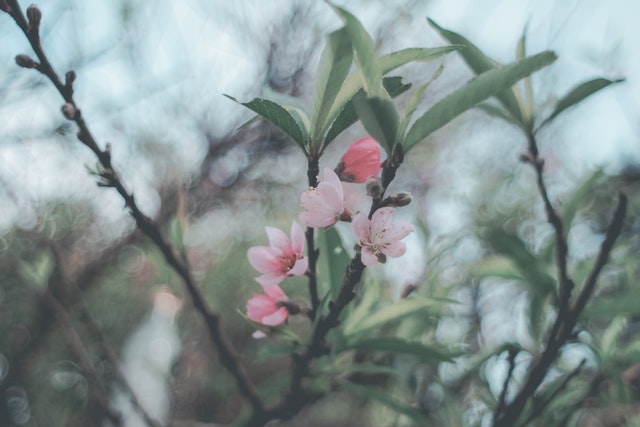Bloomer’s Luncheon – Apple Blossom